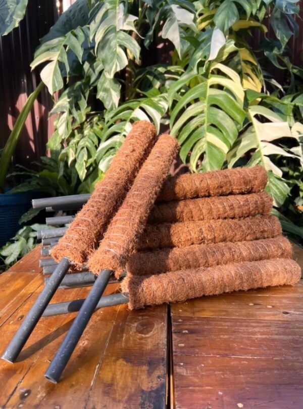 7 หลักไม้เลื้อยใยมะพร้าว