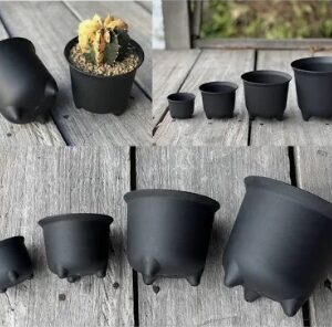 กระถางแคคตัส