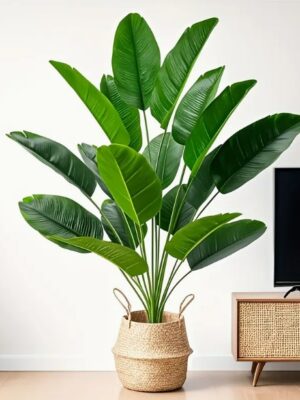 ต้นกล้วยเขตร้อนสูง 32.36 นิ้ว