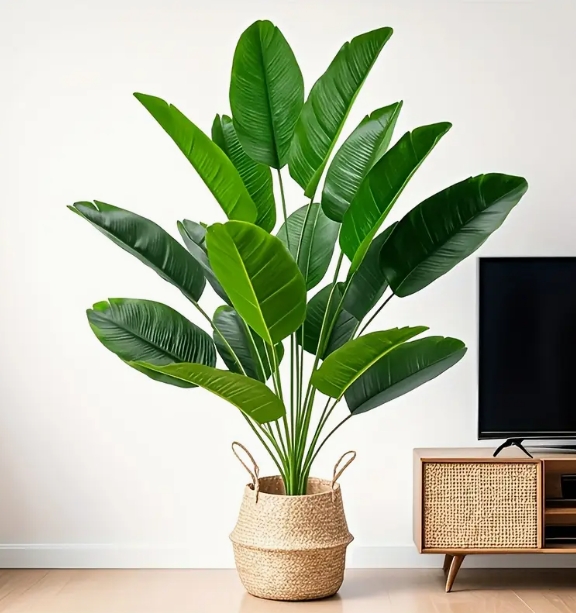 ต้นกล้วยเขตร้อนสูง 32.36 นิ้ว